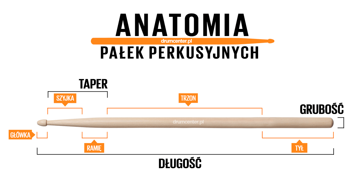 Anatomia pałeczki perkusyjnej